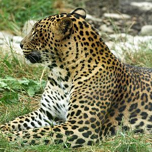 Sri Lankan leopard