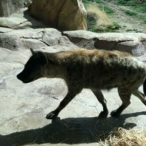 Apr. 2012-Spotted Hyena