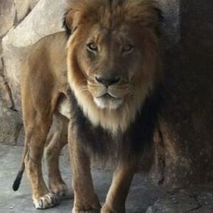 Apr. 2012-African Lion