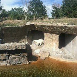 Apr. 2012-Polar bear