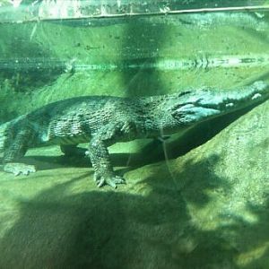 Apr. 2012-Siamese Crocodile