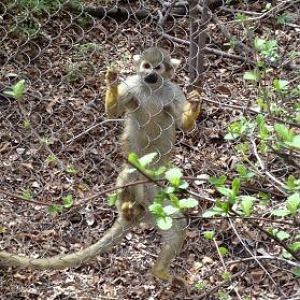 Apr. 2012-Common Squirrel Monkey