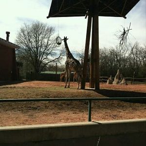 Apr. 2012-Reticulated giraffe exhibit