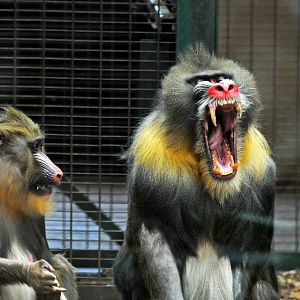 Mandrill
