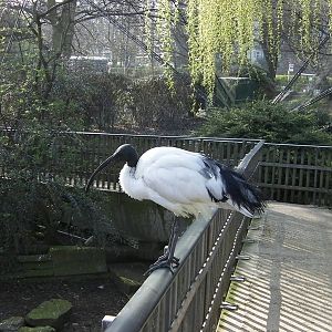 Inside the Snowdon Aviay - 24.03.2012
