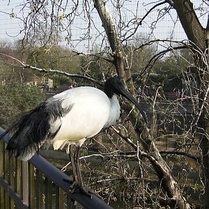 Inside the Snowdon Aviay - 24.03.2012