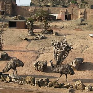 Outback Exhibit Emus - 24.03.2012