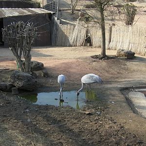 Outback Exhibit - 24.03.2012