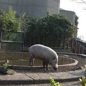 Bearded Pig - 24.03.2012