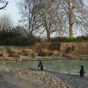 Visitor at Penguin Beach - 24.03.2012