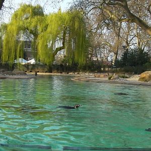 Penguin Beach - 24.03.2012