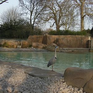 Visitor at Penguin Beach - 24.03.2012