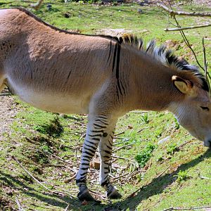 Zebra x donkey hybrid; Groombridge Place; 6th April 2012