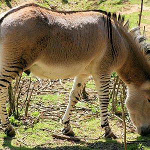 Zebra x donkey hybrid; Groombridge Place; 6th April 2012