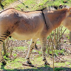 Zebra x donkey hybrid; Groombridge Place; 6th April 2012