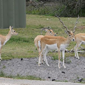 blackbuck