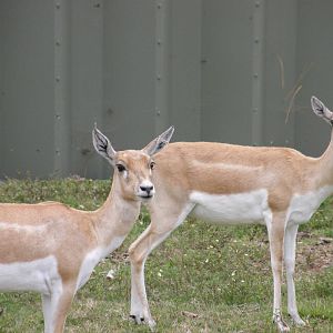 blackbuck