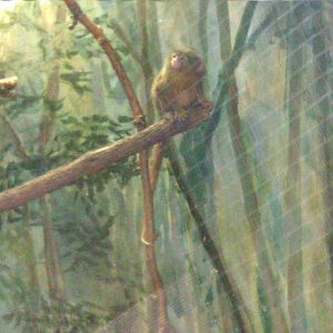 Pygmy Marmoset