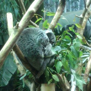 Koala with Joey
