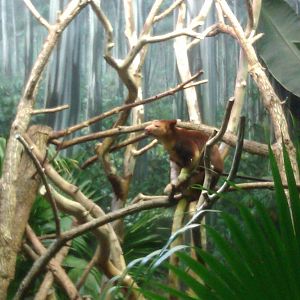 Goodfellow's Tree Kangaroo