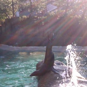 California Sea Lion