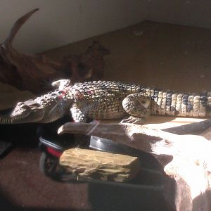 Philippine Crocodile