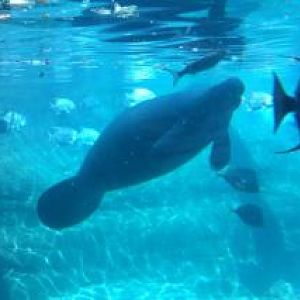 Manatee