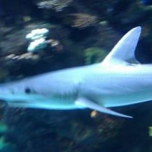 Bonnethead Shark