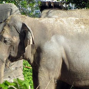 Asian Elephant Cow