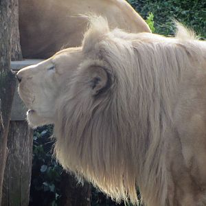 White Lion Roaring