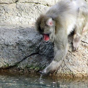Japanese Macaque Fishing
