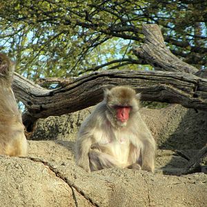 One Serious Japanese Macaque