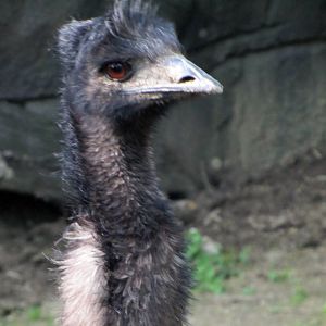 Emu