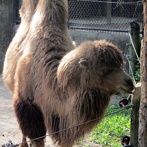 Sari the Bactrian Camel