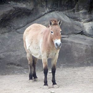 Przewalski's Horse