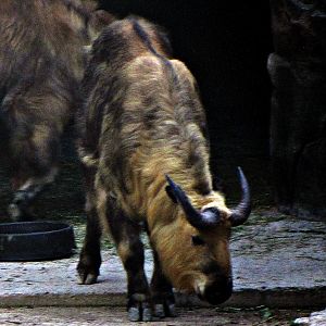 Sichuan Takin