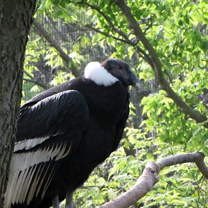 Female Andean Condor