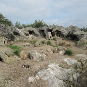 penguin enclosure