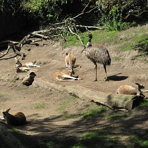 mixed species Australian exhibit