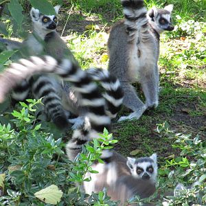 active ring-tailed lemurs