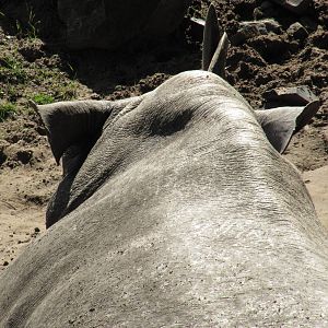 rhino in savannah enclosure