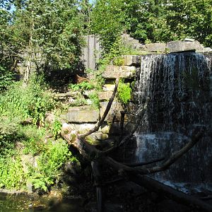 kodiak bear enclosure; bear is there!