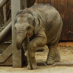 Rashmi, the baby Asian elephant at Ostrava Zoo