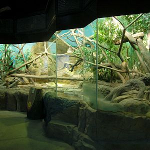 Papua at Ostrava Zoo