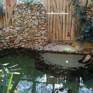 Tanganika at Ostrava Zoo