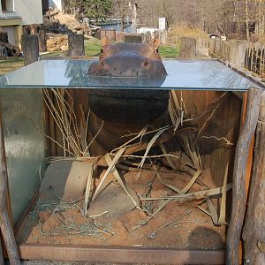 Tanganika at Ostrava Zoo