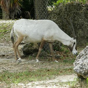 arabian oryx