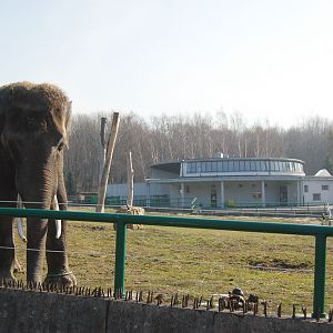 Elephant and house at Katowice Zoo