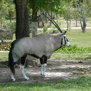 gemsbok