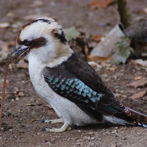 Kookaburra & Worm at Miskolc Zoo